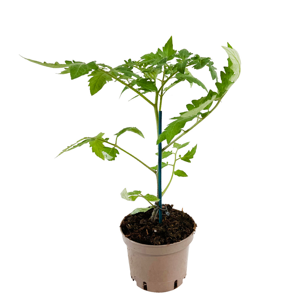 Plant de tomate 'Orange Queen' F1 greffé : pot de 1 litre