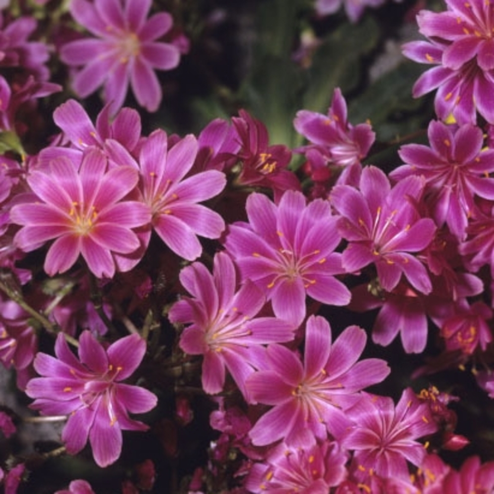 LEWISIA C 0.65L-(644974)