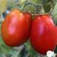Plants de tomates 'Roma' F1 bio : barquette de 6 plants