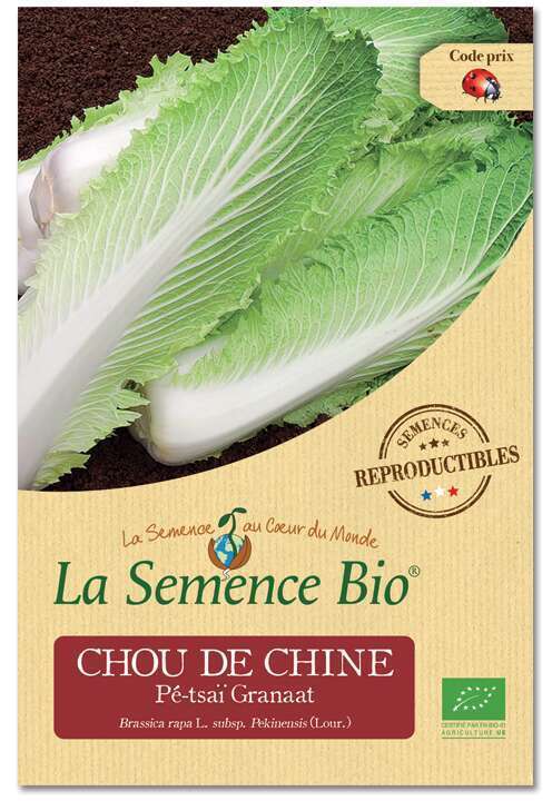 Brassica rapa Granat Avec substrat de culture aseptique BIO Chou chinois SAFLAX 40 graines