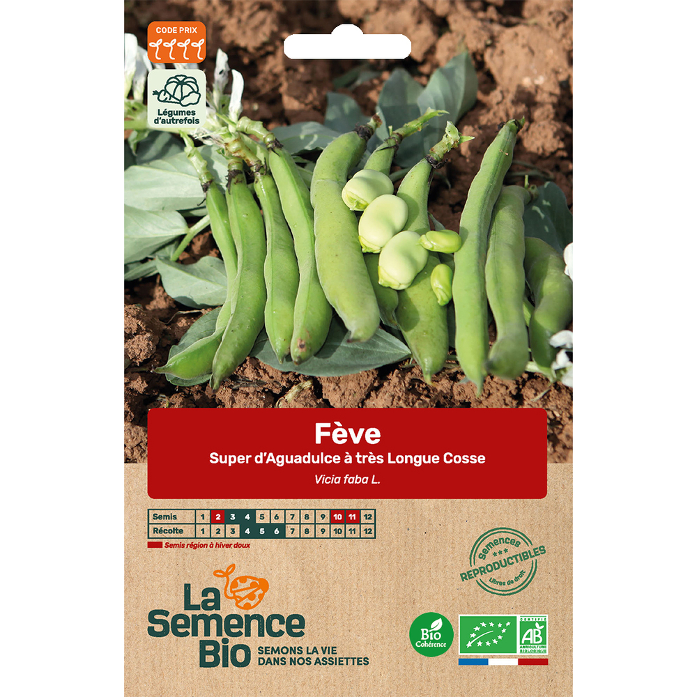 Graines potagères Feve Aguadulce à très longues cosses Bio en boite