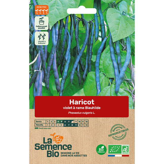 Graines potagères haricot violet grimpant Blauhilde Bio en sachet