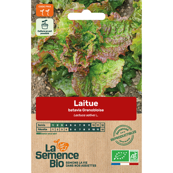 Graines potagères laitue batavia Grenobloise Bio en sachet