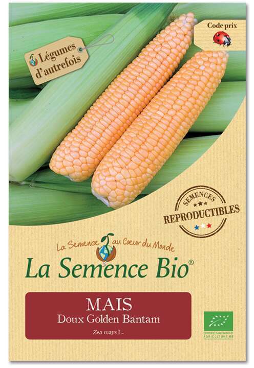 20 Graines de Maïs Fraise Acajou - légumes ancien - semences paysannes