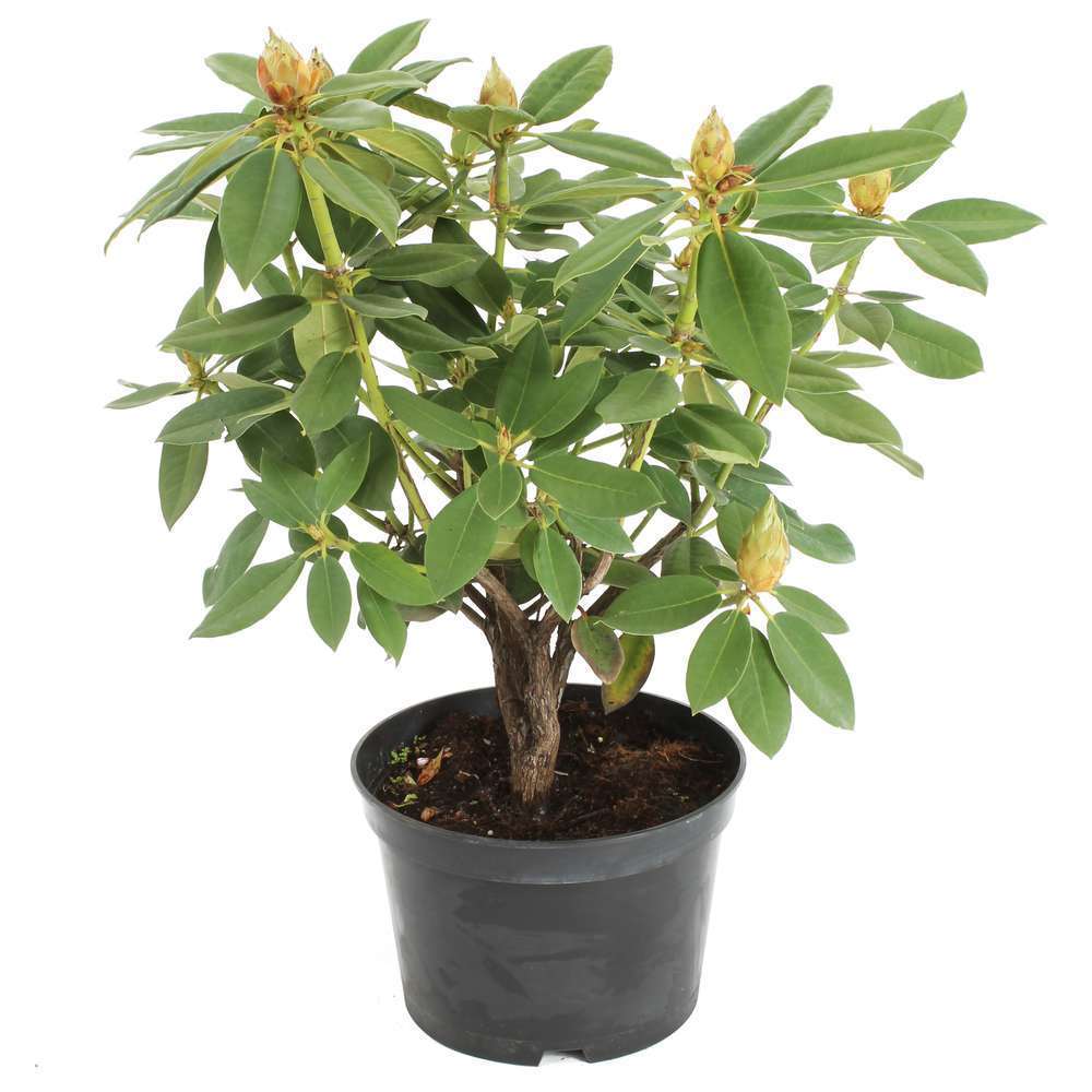 Rhododendron x mix : floraison retardÃ©e C7L