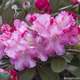 Rhododendron x mix : floraison retardée C7L