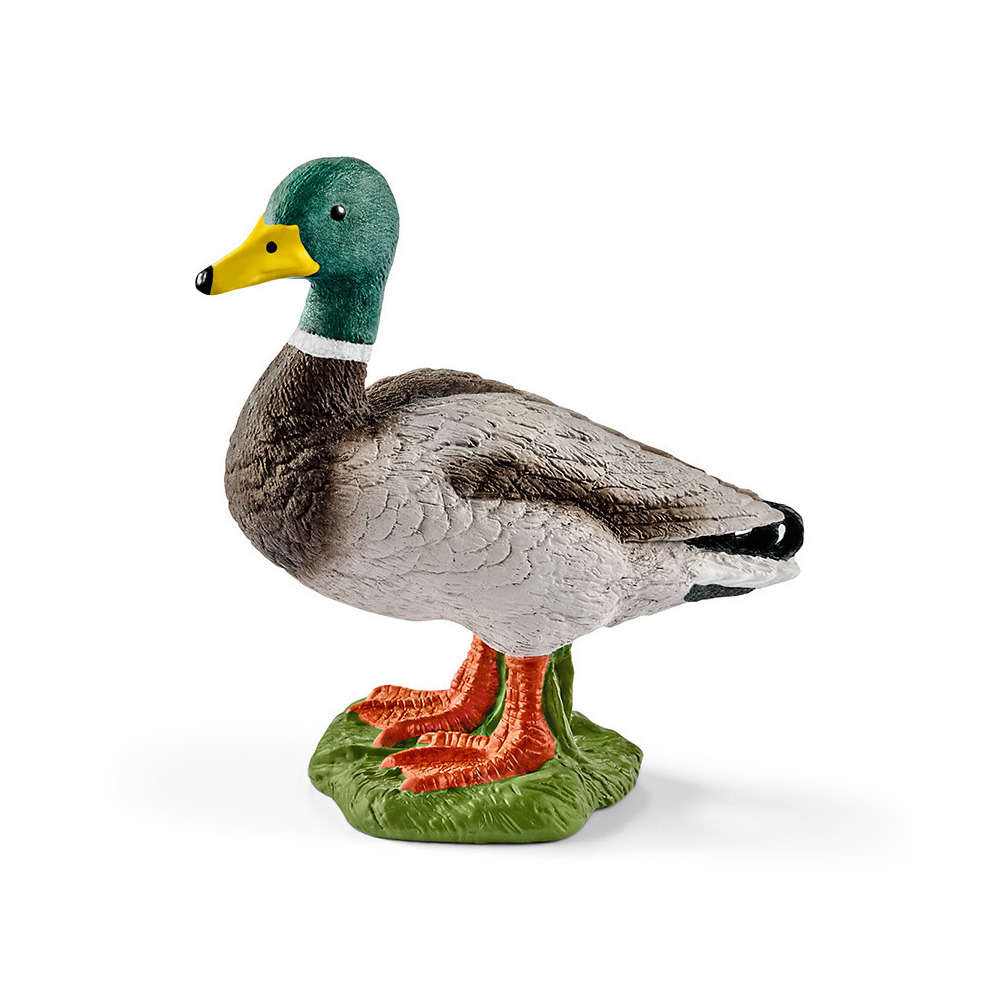 canard colvert en coupe