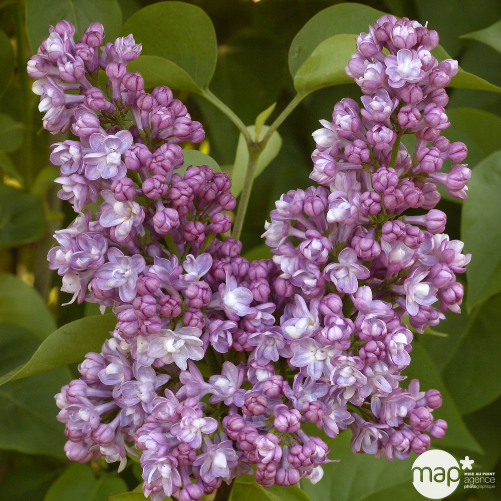 Syringa vulgaris collection : pot de 15L