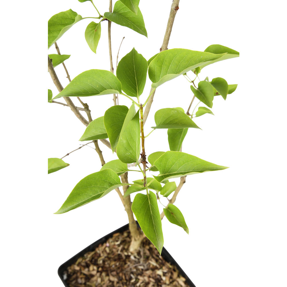 Syringa vulgaris 'Comtesse d'Harcourt': C5L