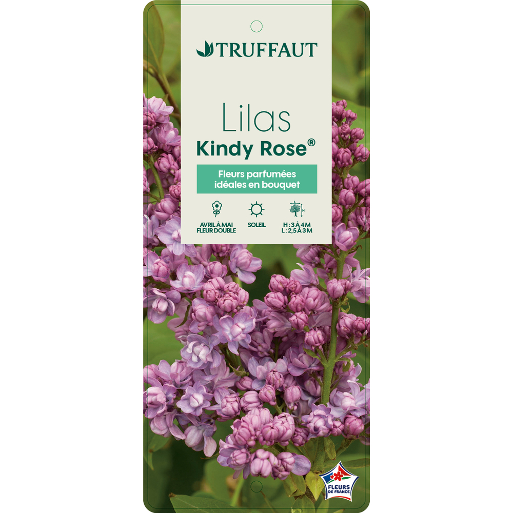 Syringa vulgaris Kindy Rose : C5L