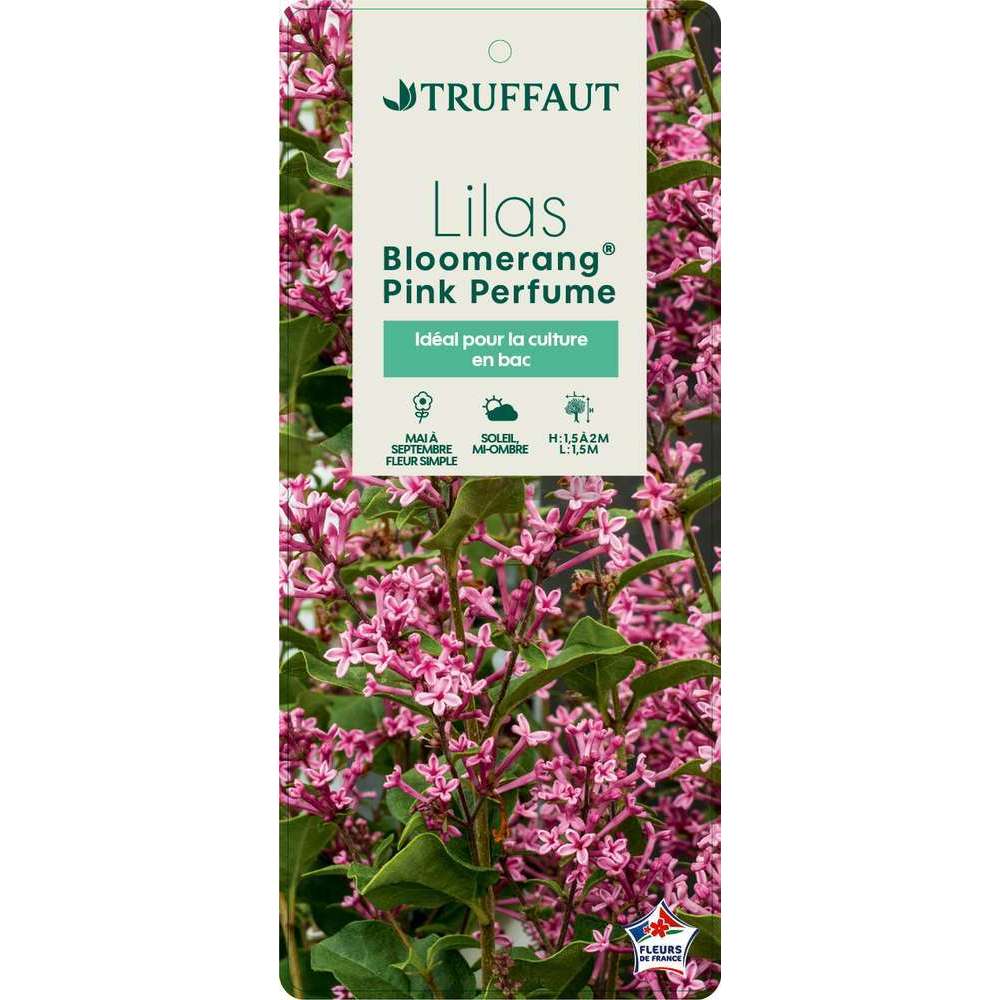 Syringa x' Bloomrang Â® Pink Perfume ' : C10L