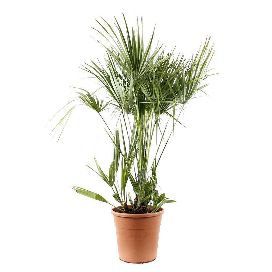 Chamaerops humilis pot 10L