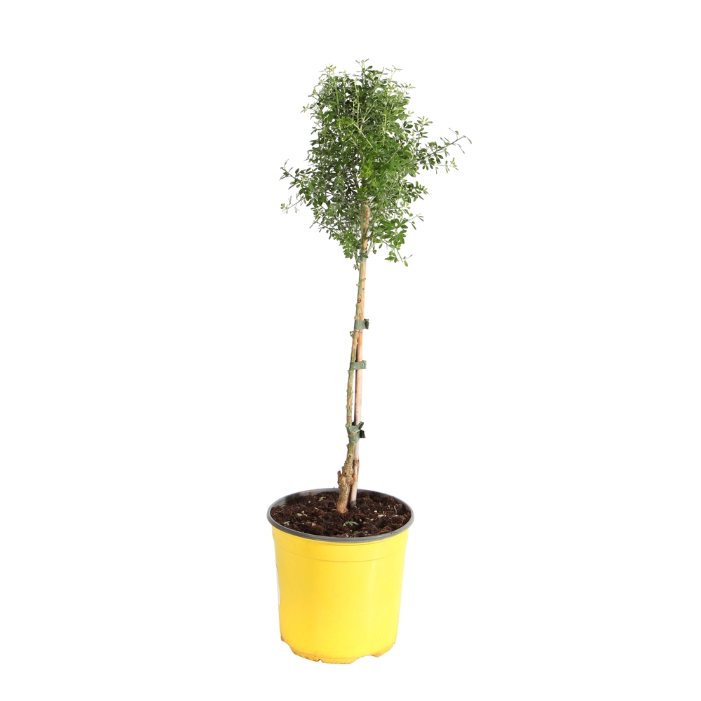 Cytisus racemosus sur tige : Pot 3,7L