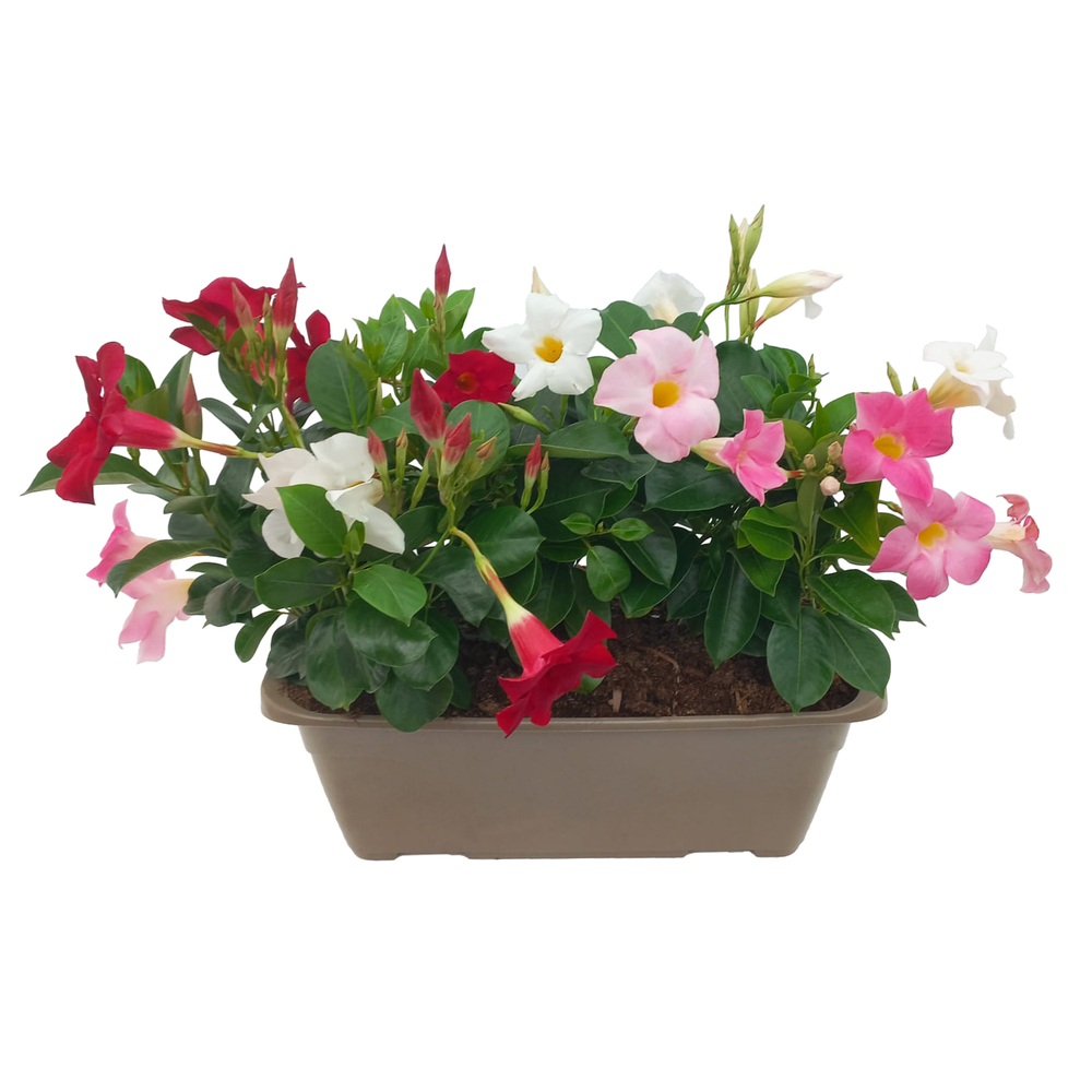Mandevilla diamantina® tricolor : jardinière 40cm