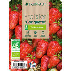 FRAISIER GARIGUETTE AB B6-(646907)
