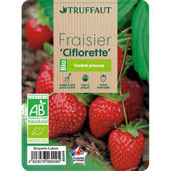FRAISIER CIFLORETTE AB B6-(646909)