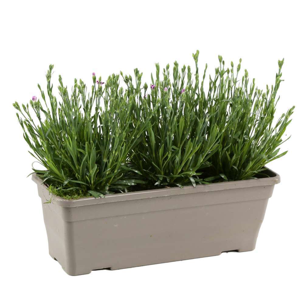 Œillet (dianthus) Pink Kisses' jardinière L40cm