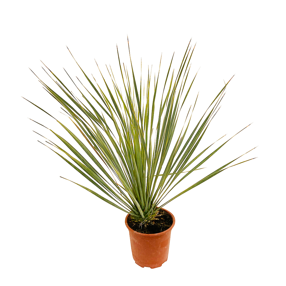 Yucca rostrata: pot 3 litres