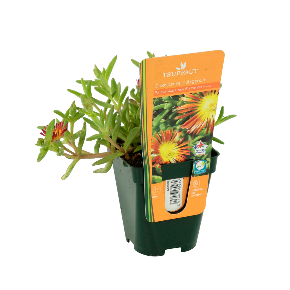 Pourpier vivace 'WoW Fire Wonder'® :godet vert