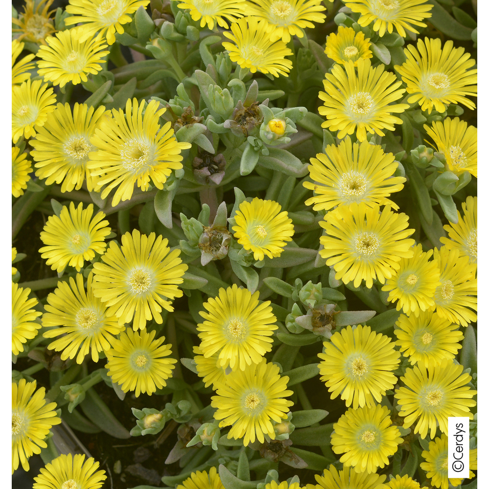 Pourpier vivace 'WoW Golden Wonder'® :godet