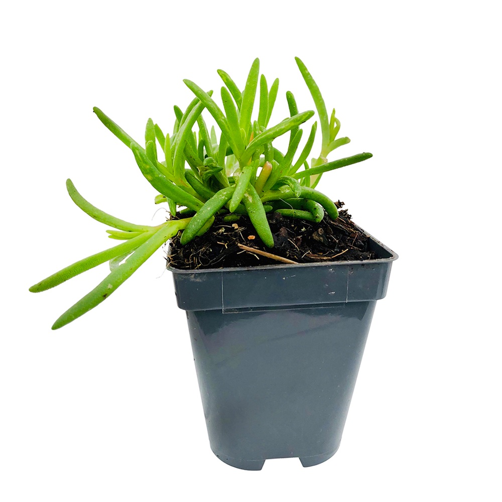 Pourpier vivace 'WoW Hot Pink Wonder'Â® :godet