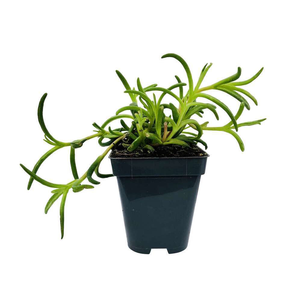 Pourpier vivace 'WoW Violet Wonder'Â® :godet