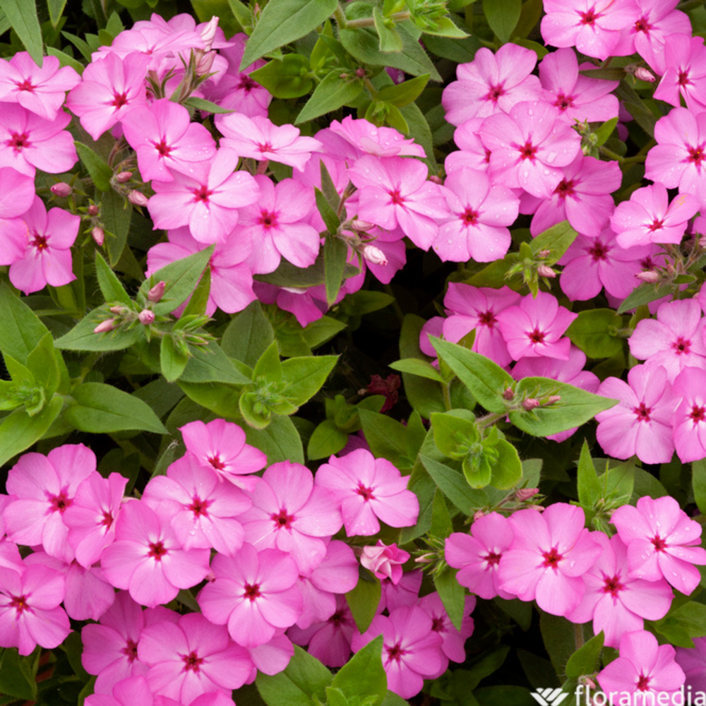 PHLOX NAIN DRUMMOND S PINK GDT-(648935)