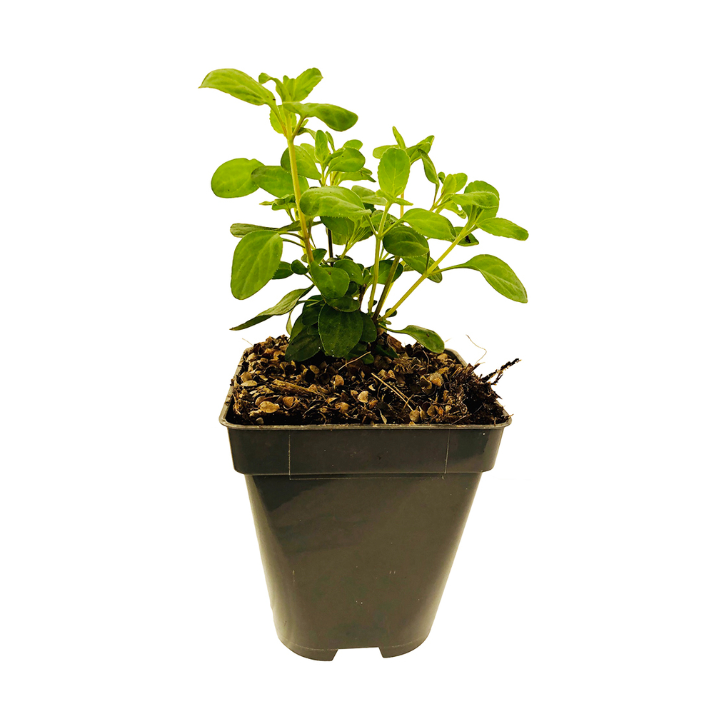 Salvia 'Royal Bumble':godet