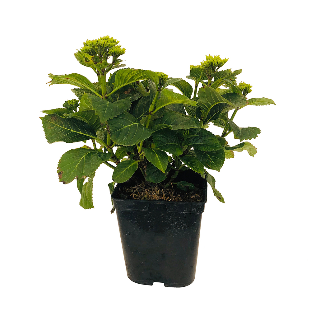 Hydrangea macrophylla Mademoiselle : C5L