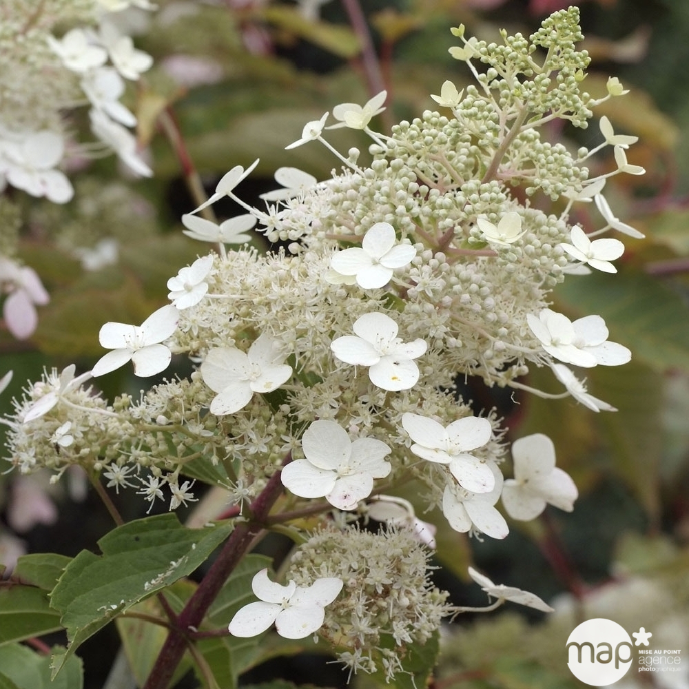 Hydrangea panniculata 'Silver Dollar' : C10L