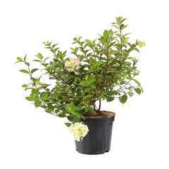 Hydrangea paniculata ' Sunday Fraise ' ® : C10L