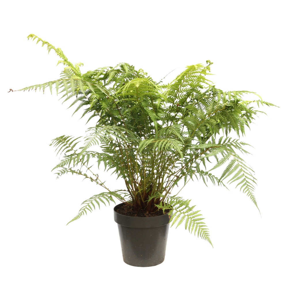 Dicksonia antartica Truffaut : C8L