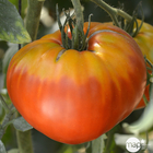 Plant de tomate 'Gourmandia' F1 bio : pot de 0,5 litre