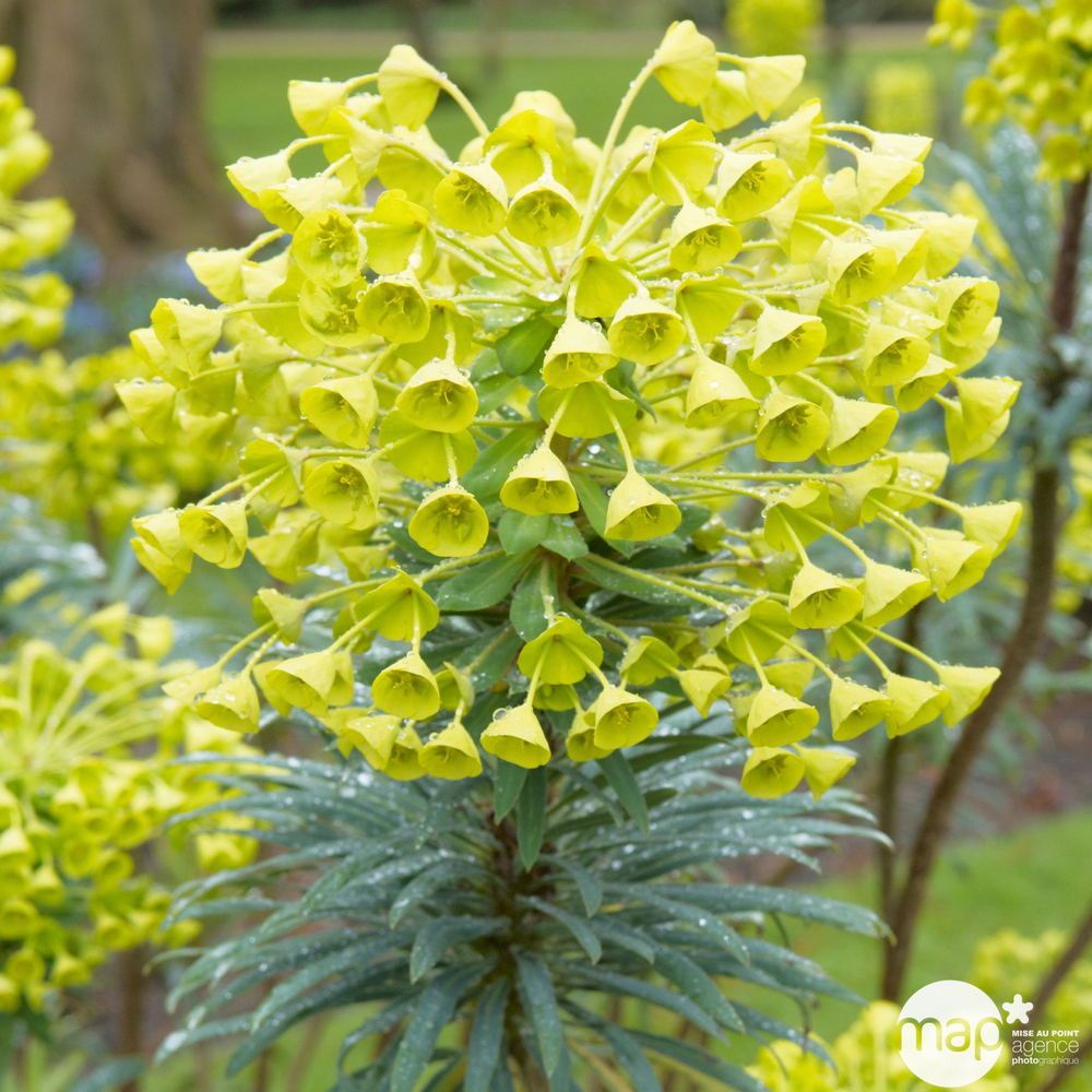 Euphorbe characias 'Wulfenii' Pot 5L