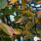 Amelanchier canadensis : ctr 15 litres