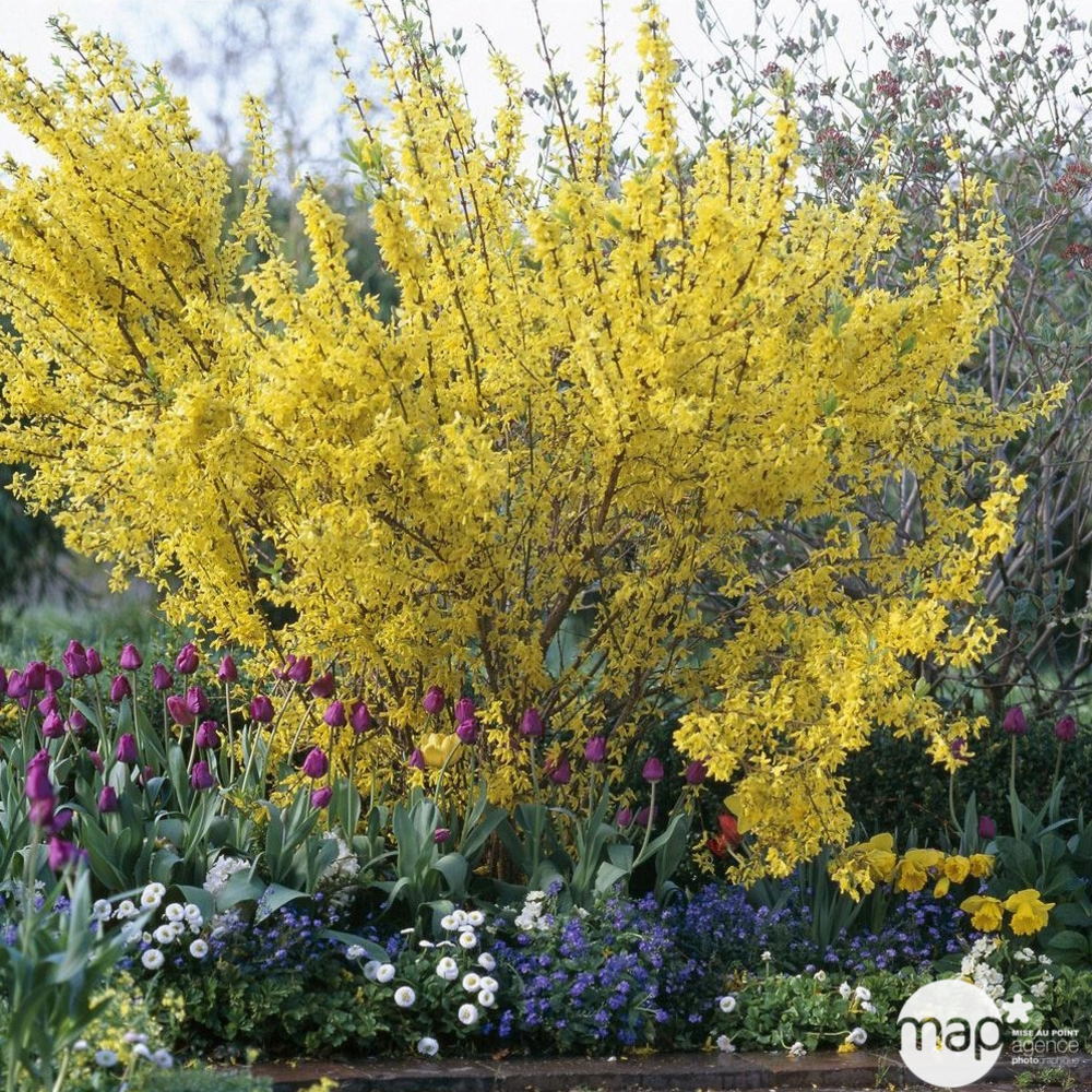 Forsythia x intermedia 'Lynwood' : C15Litres