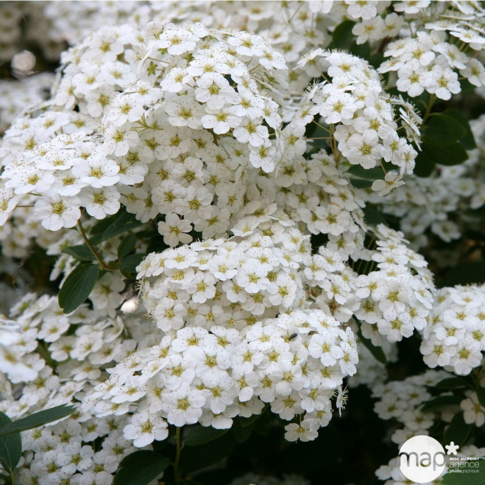 Spiraea x vanhouttei : C15L