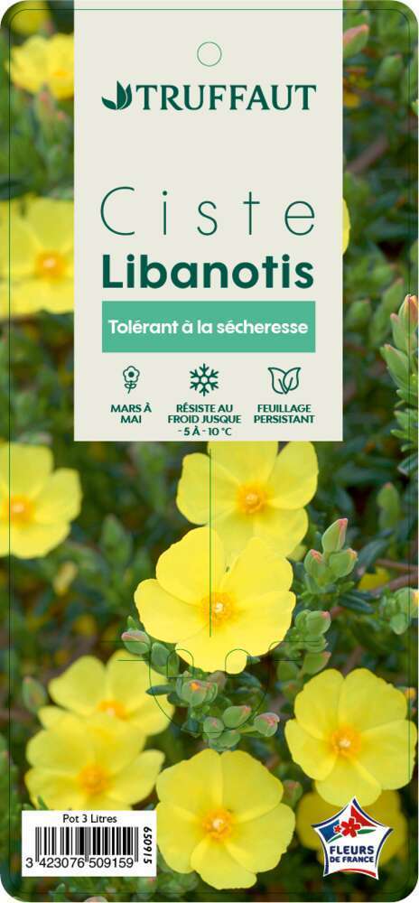  
Halimium libanotis: C3L
