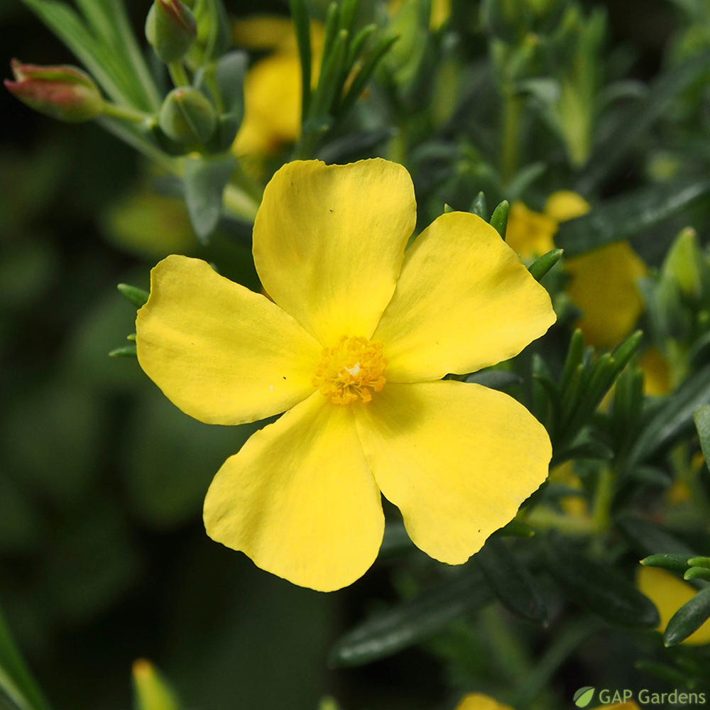  
Halimium libanotis: C3L
