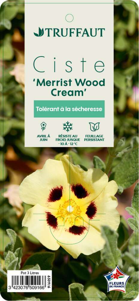 Halimiocistus 'Merrist Wood Cream': C3L