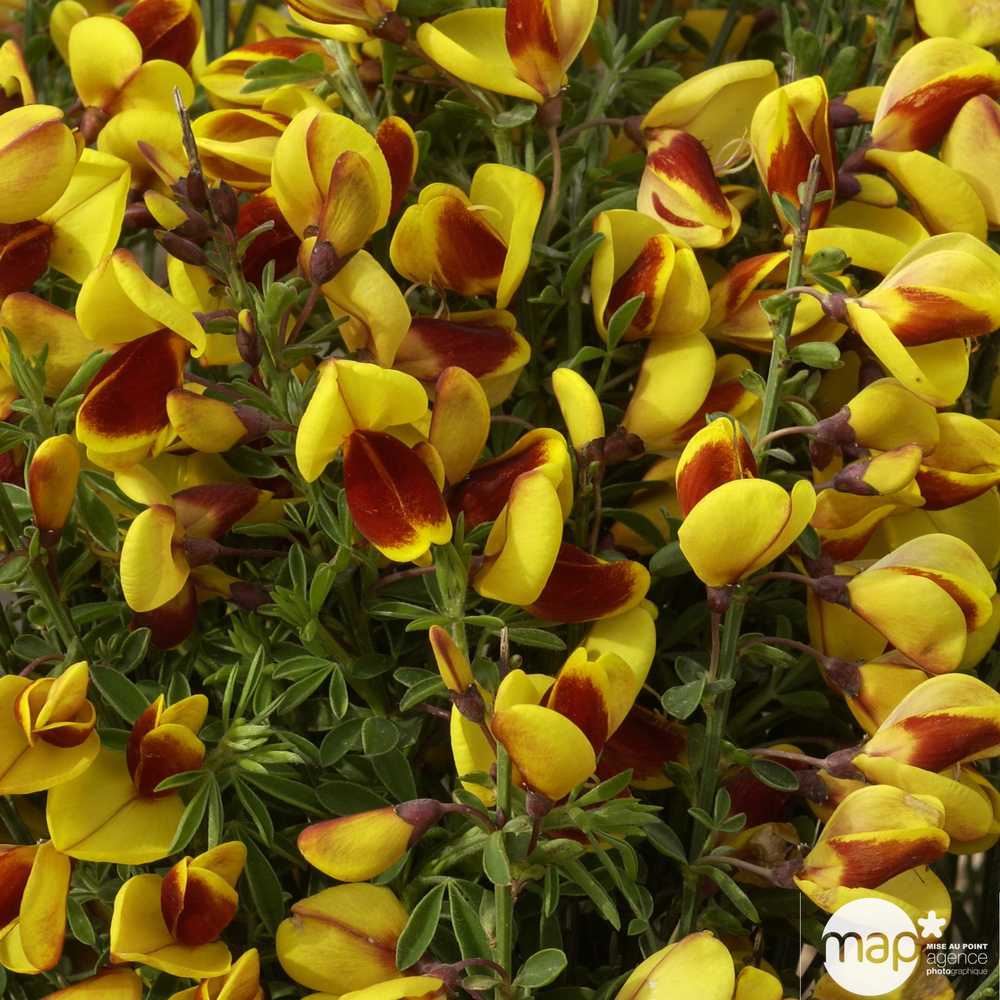 Cytisus scoparius 'Andreanus': ctr 4 litres