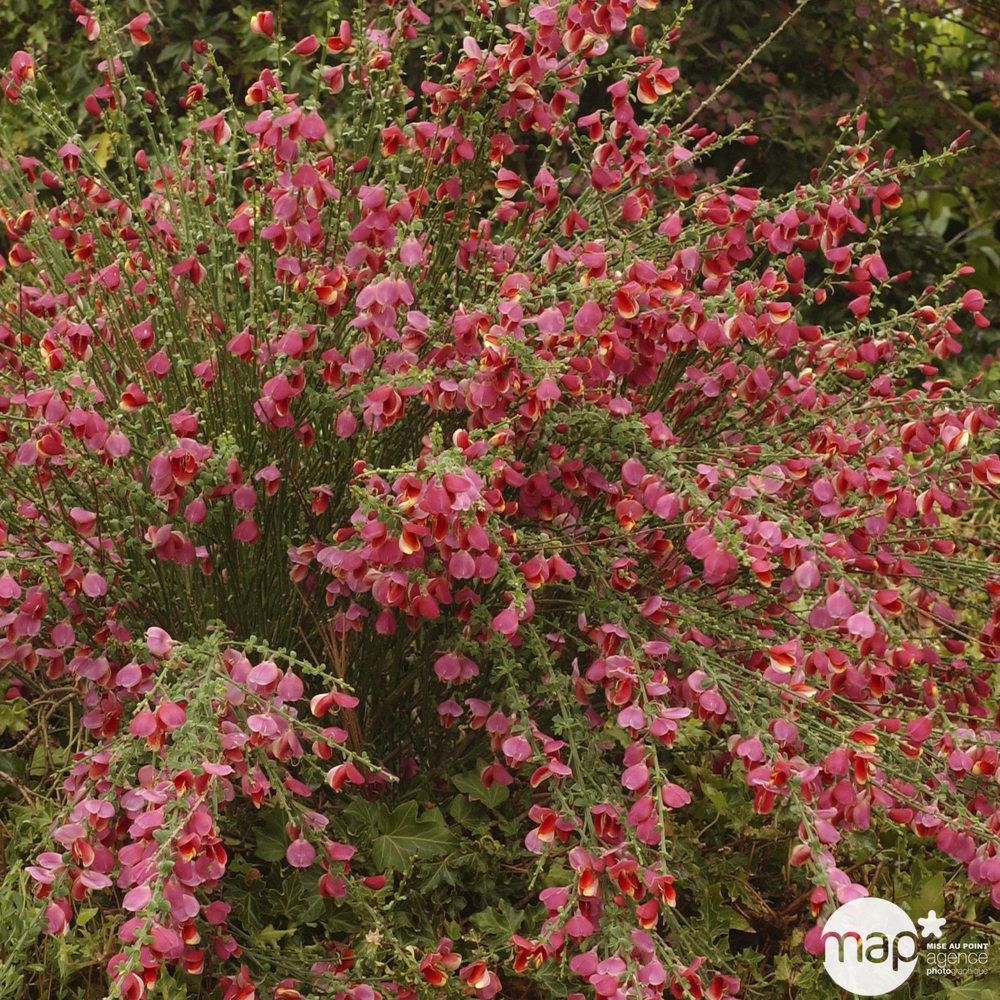Cytisus scoparius 'Burkwoodii': ctr 4 litres
