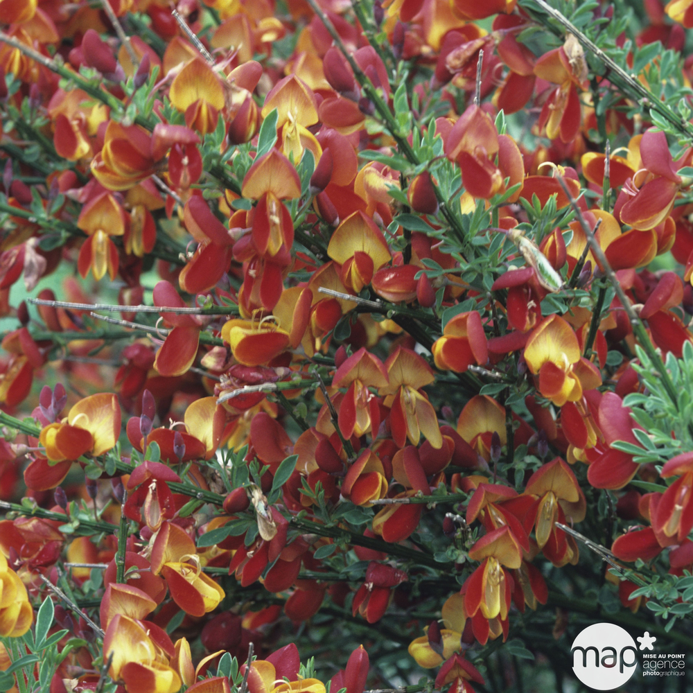 Cytisus scoparius ' Lena ' : C4L