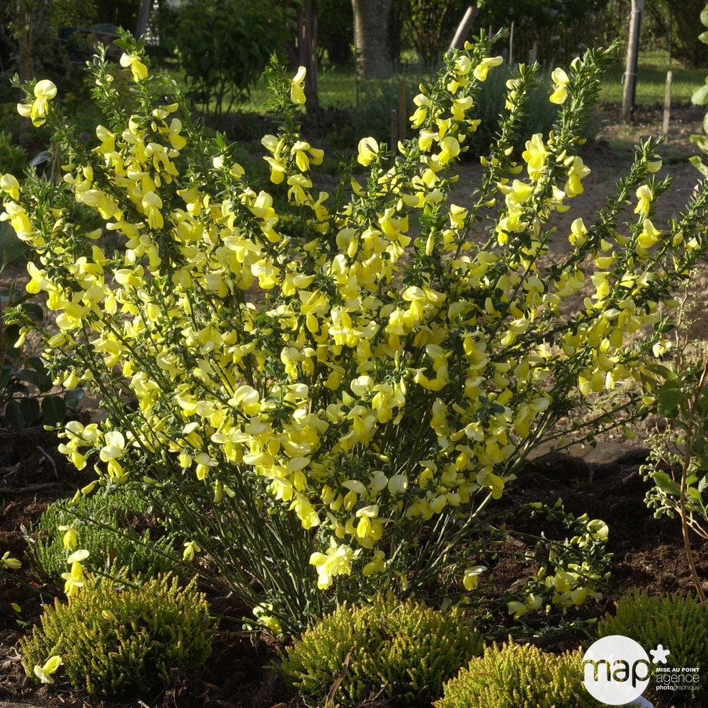 Cytisus scoparius ' Luna ': C4L