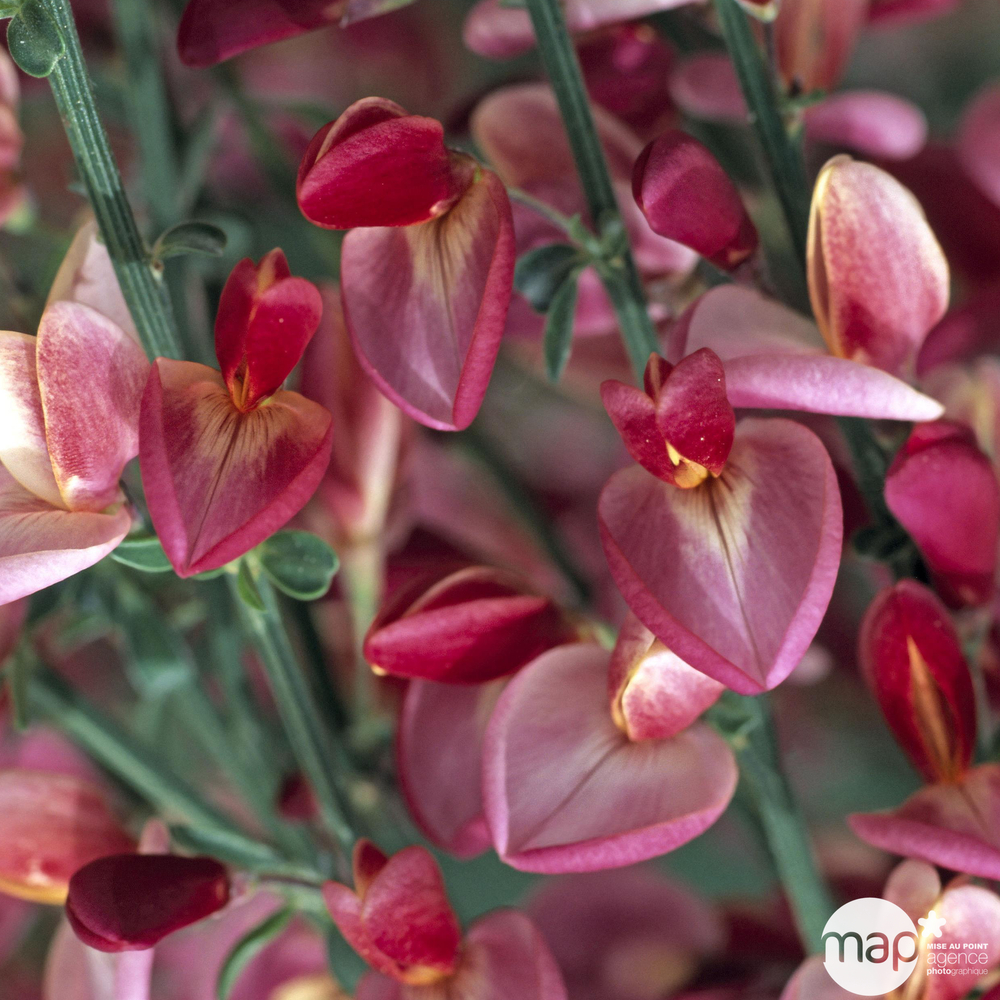 Cytisus x praecox ' Hollandia ' : C4L