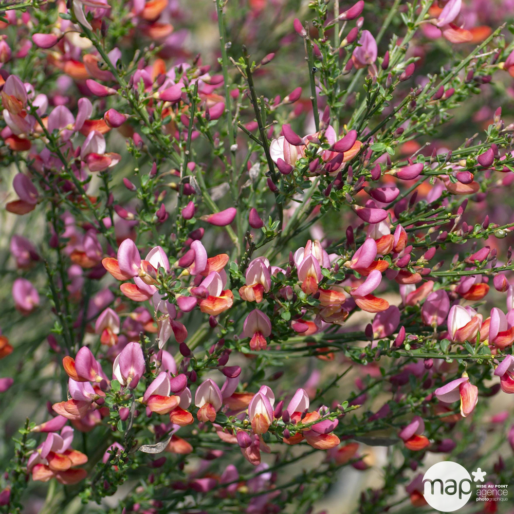 Cytisus x ' Zeelandia ' : C4L