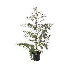 Eucalyptus dalrympleana :H 60/80 cm ctr 5 litres