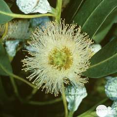 Eucalyptus globulus :H 40/60 cm ctr 5 litres