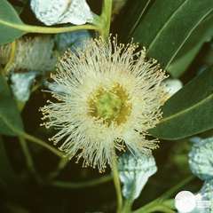 Eucalyptus globulus :H 60/80 cm ctr 5 litres