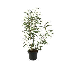 Eucalyptus gregsoniana: ctr 5 litres